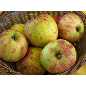 Gravenstein Apple  Balsamic